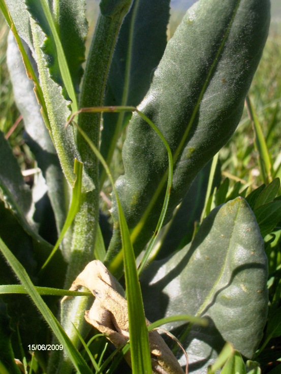 Senecio provincialis / Senecione provenzale